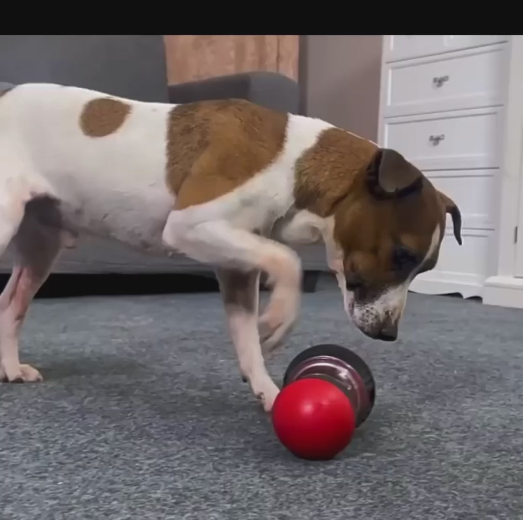 Distributeur de friandises interactif pour chien CAILLANOU - vidéo démonstration