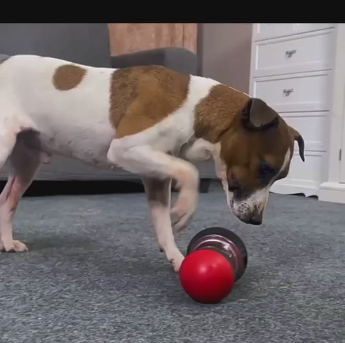 Distributeur de friandises interactif pour chien CAILLANOU - vidéo démonstration